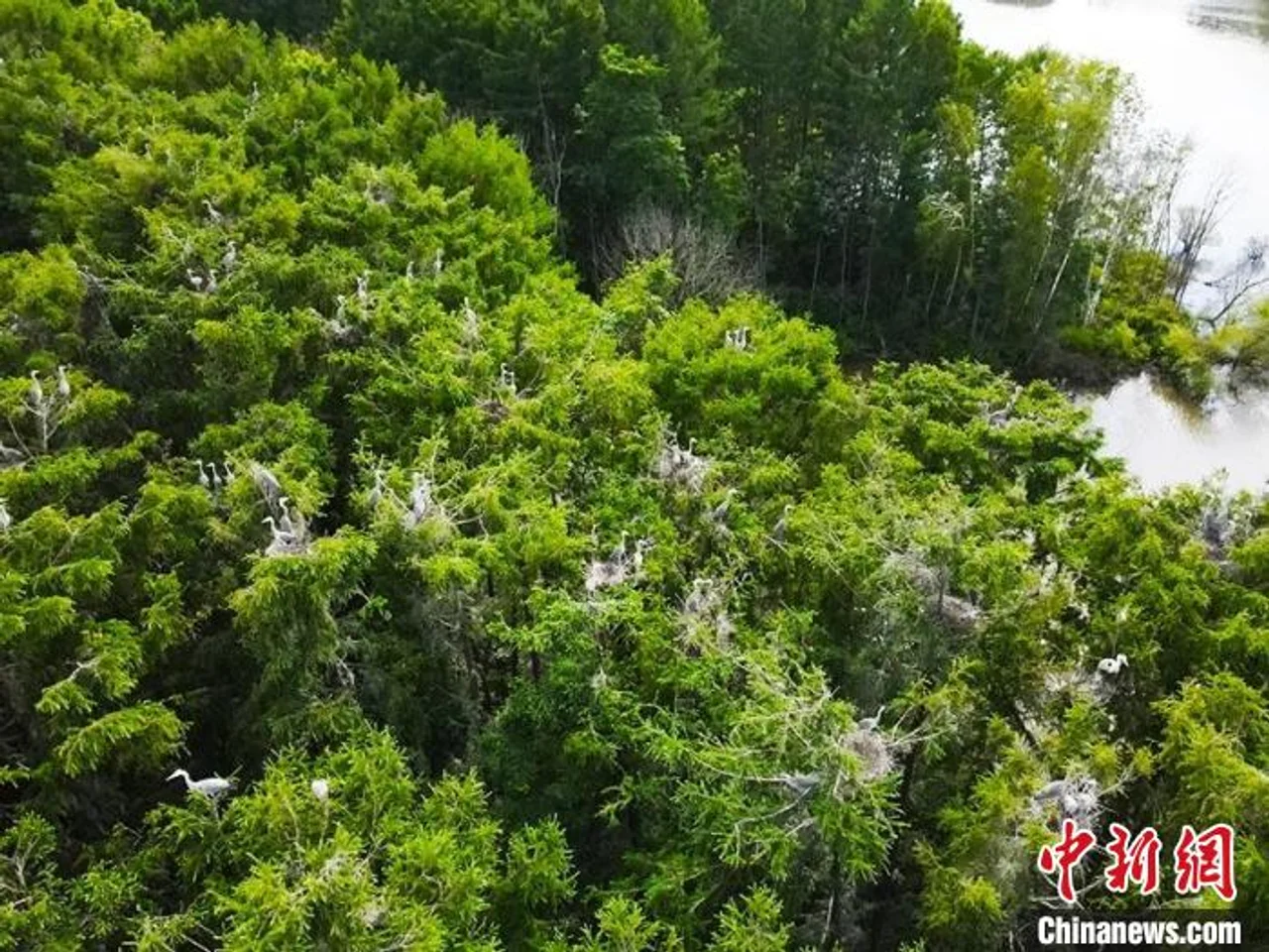 “鹭岛”为家:苍鹭的东北安家之旅