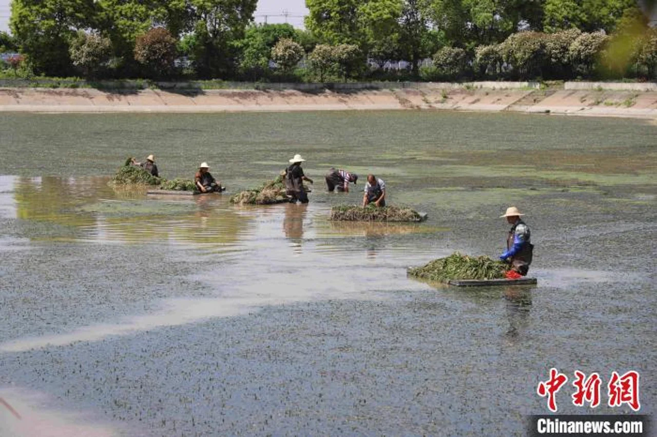 湖南大通湖生态“养水” 美丽河湖人欢业旺