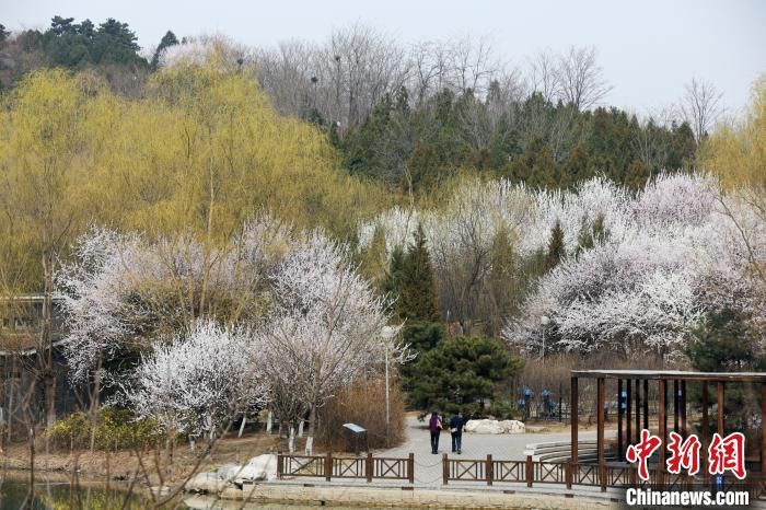 春暖花开 北京172处赏花片区等您来