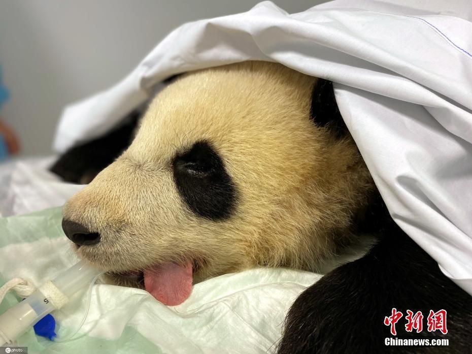 柏林动物园：旅德大熊猫梦想癫痫发作 被送入医院接受检查
