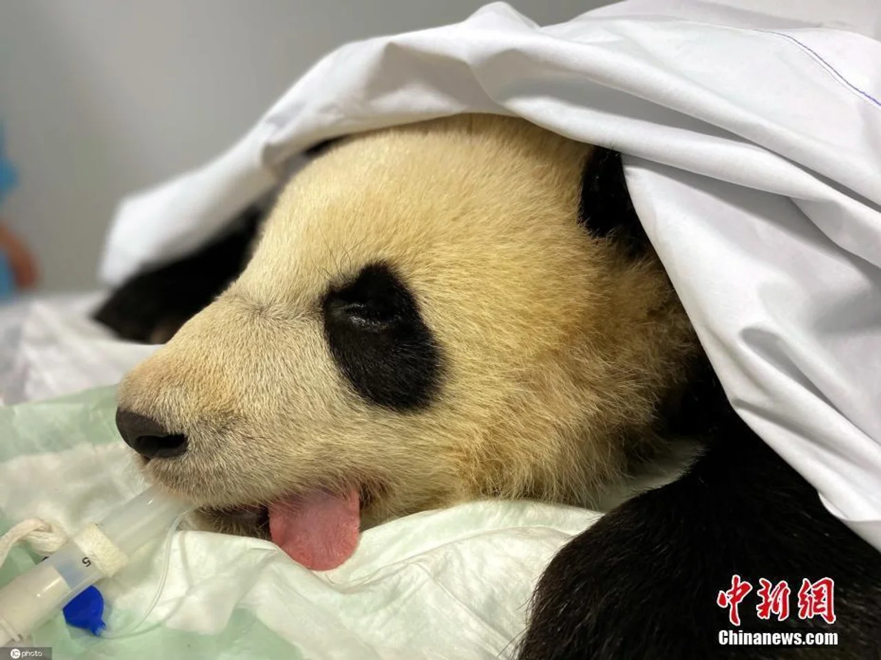 柏林动物园:旅德大熊猫梦想癫痫发作 被送入医院接受检查