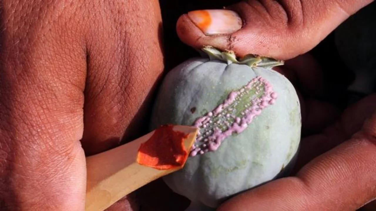 亚太日报 | 经济凋敝怎么办?罂粟成塔利班摇钱树