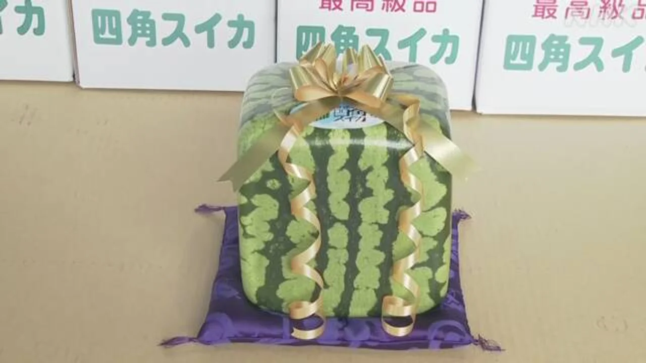 日本方形西瓜上市一个卖600元 日媒:主要用于观赏