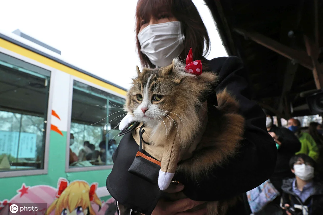和人类抢饭碗!日本福岛县车站猫咪“服务员”上岗