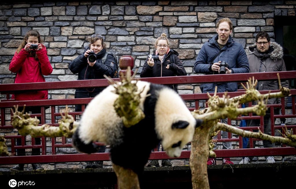 荷兰动物园测试开放 熊猫幼崽“梵星”憨态可掬惹人爱