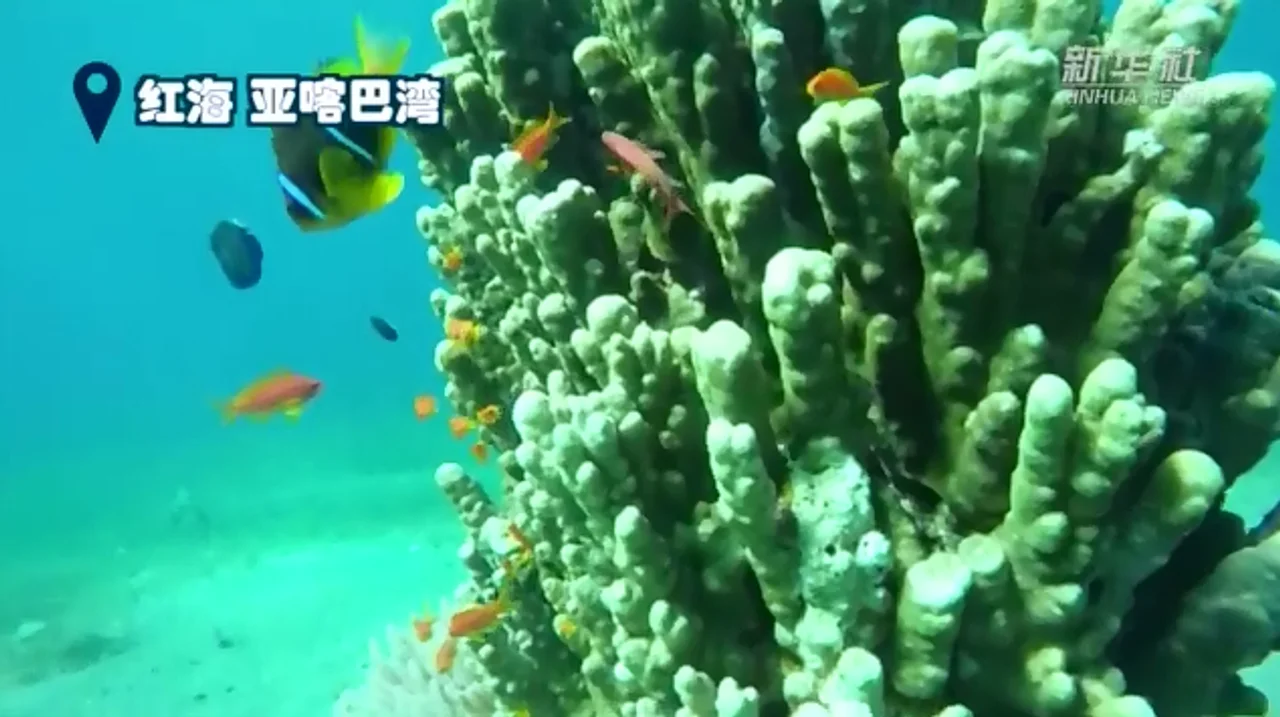 这片海域下,真正的“红海行动”开始了……