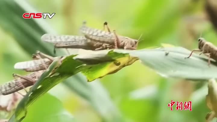 东非蝗虫6月前可能增数百倍 联合国吁积极因应危机