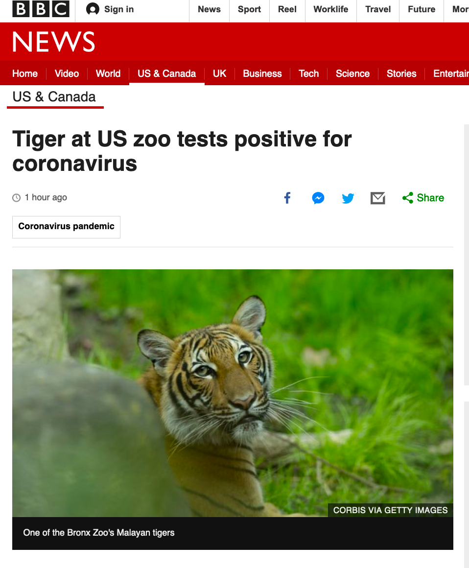 美国一只4岁雌虎新冠病毒检测呈阳性，动物园证实