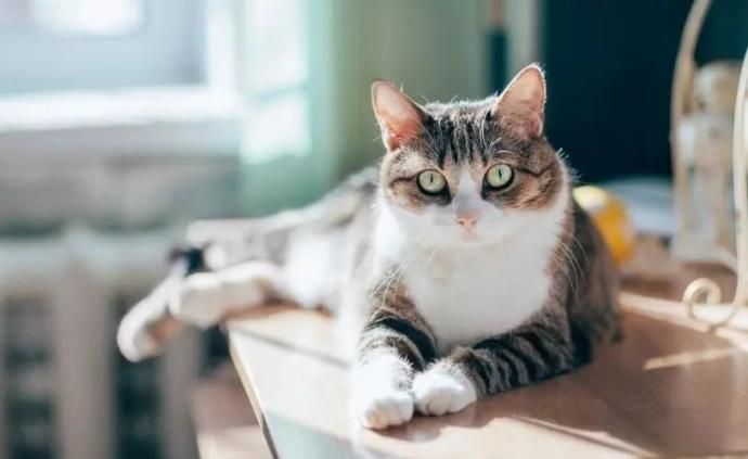 法国研究机构首次报告宠物猫携带新冠病毒