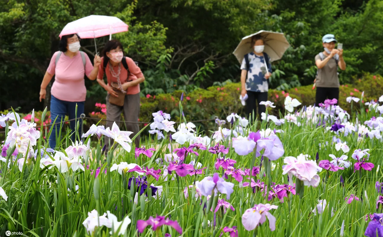 日本神奈川鸢尾花盛开 犹如“蝴蝶”飞舞