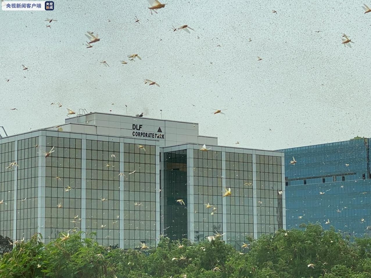 来势汹汹！印度首都多地出现大量蝗虫群 政府高度戒备