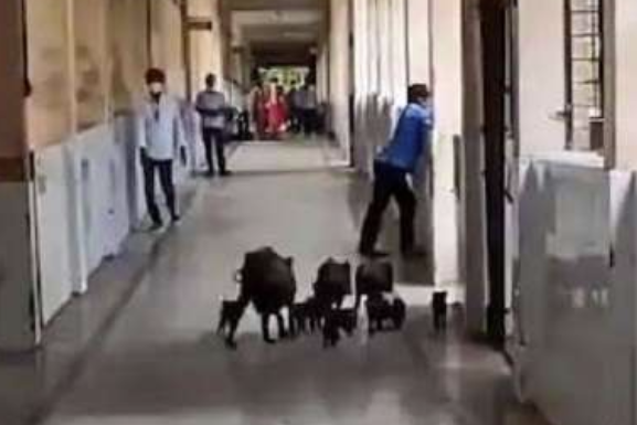 印度新冠肺炎定点医院现状：黑猪四处乱窜 天花板大漏水