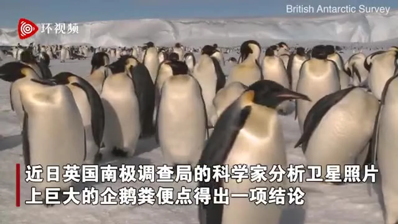 科学家分析卫星照片上巨大的粪便点得出结论:南极帝企鹅增加了55000只