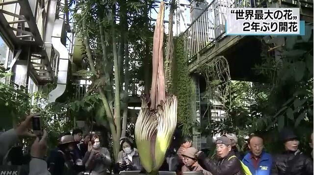 高度超2米！日本“巨花魔芋”时隔两年再次绽放