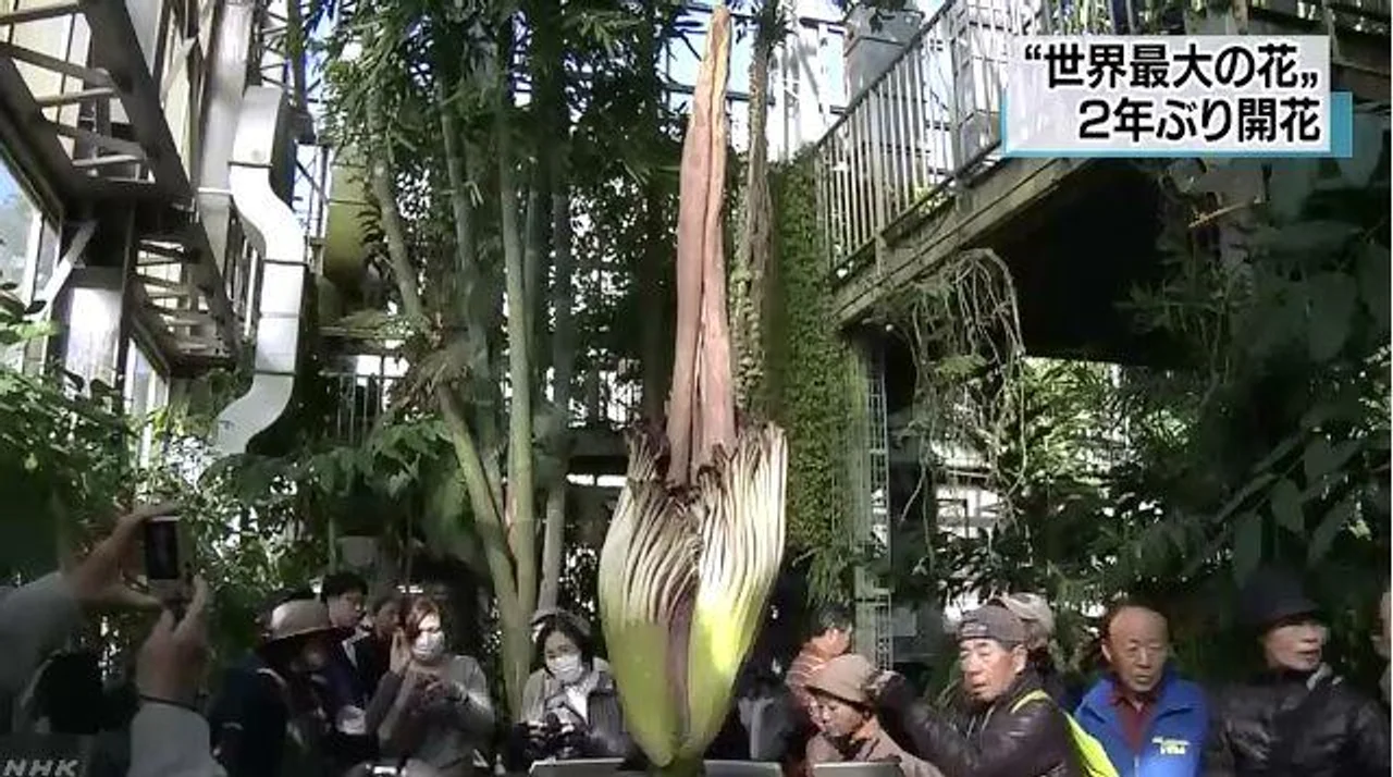 高度超2米!日本“巨花魔芋”时隔两年再次绽放