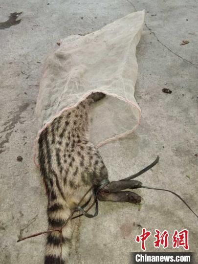 猎杀野生动物 两男子被三亚警方刑事拘留