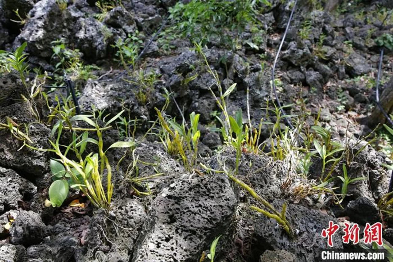 “点石成金”:海口施茶村的石斛致富之路