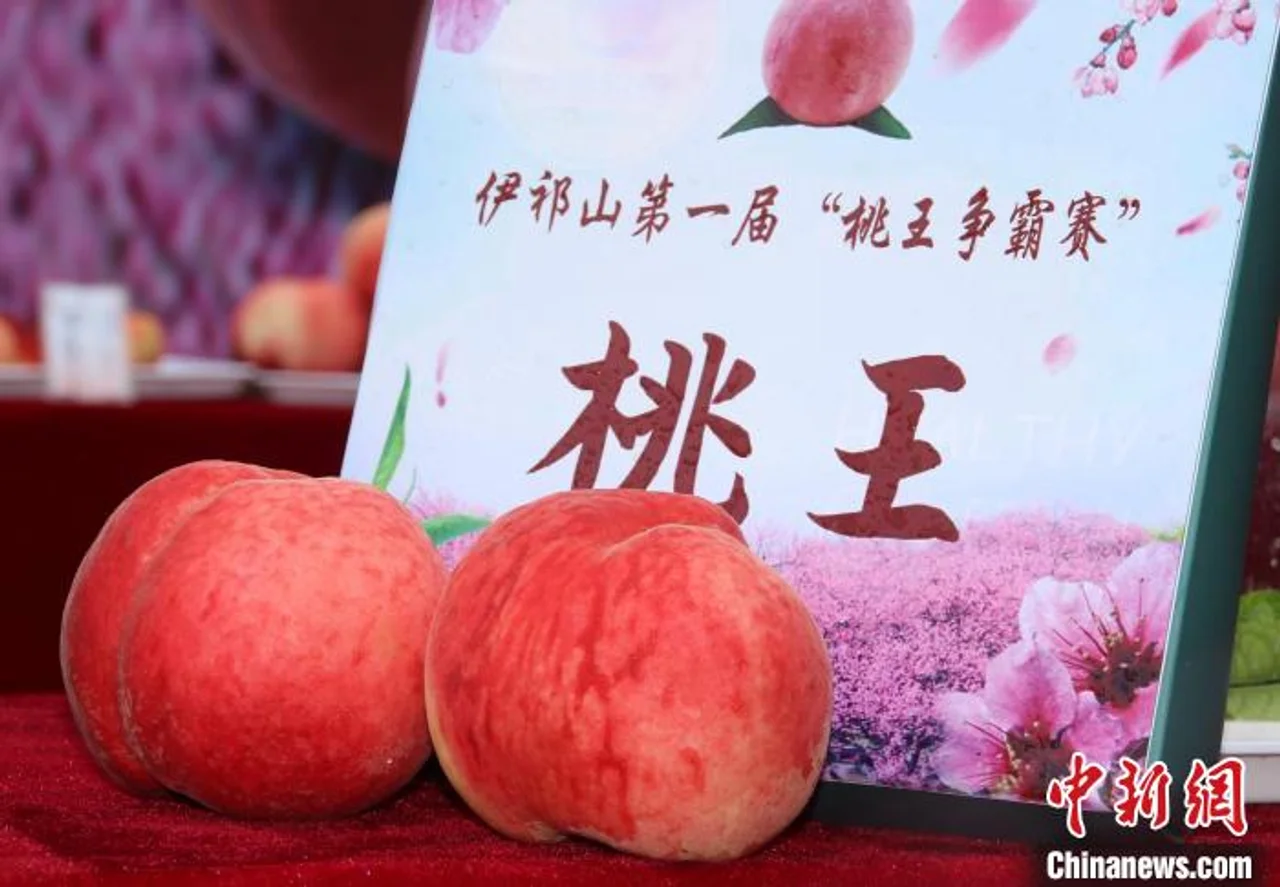 河北顺平“鲜桃争霸” “桃王”获奖价值3000元有机肥