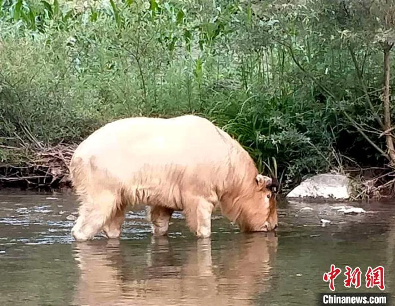 湖北十堰发现国家一级保护动物野生羚牛