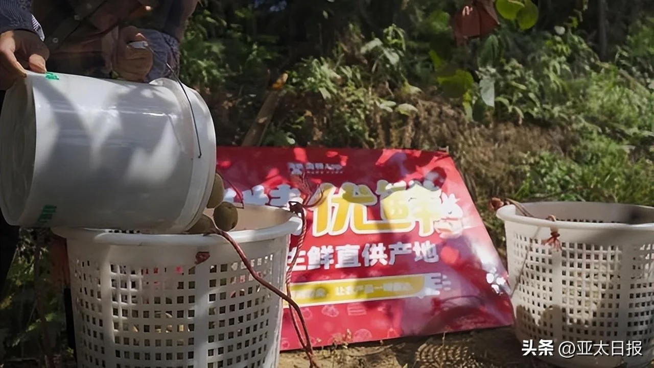 3亿人都在买的淘特,到底有什么魔力?揭秘淘特天猫双11玩法