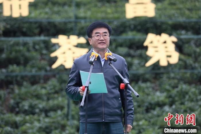 “早茶贵如金” 2022年“贵州绿茶”第一采在普安开采
