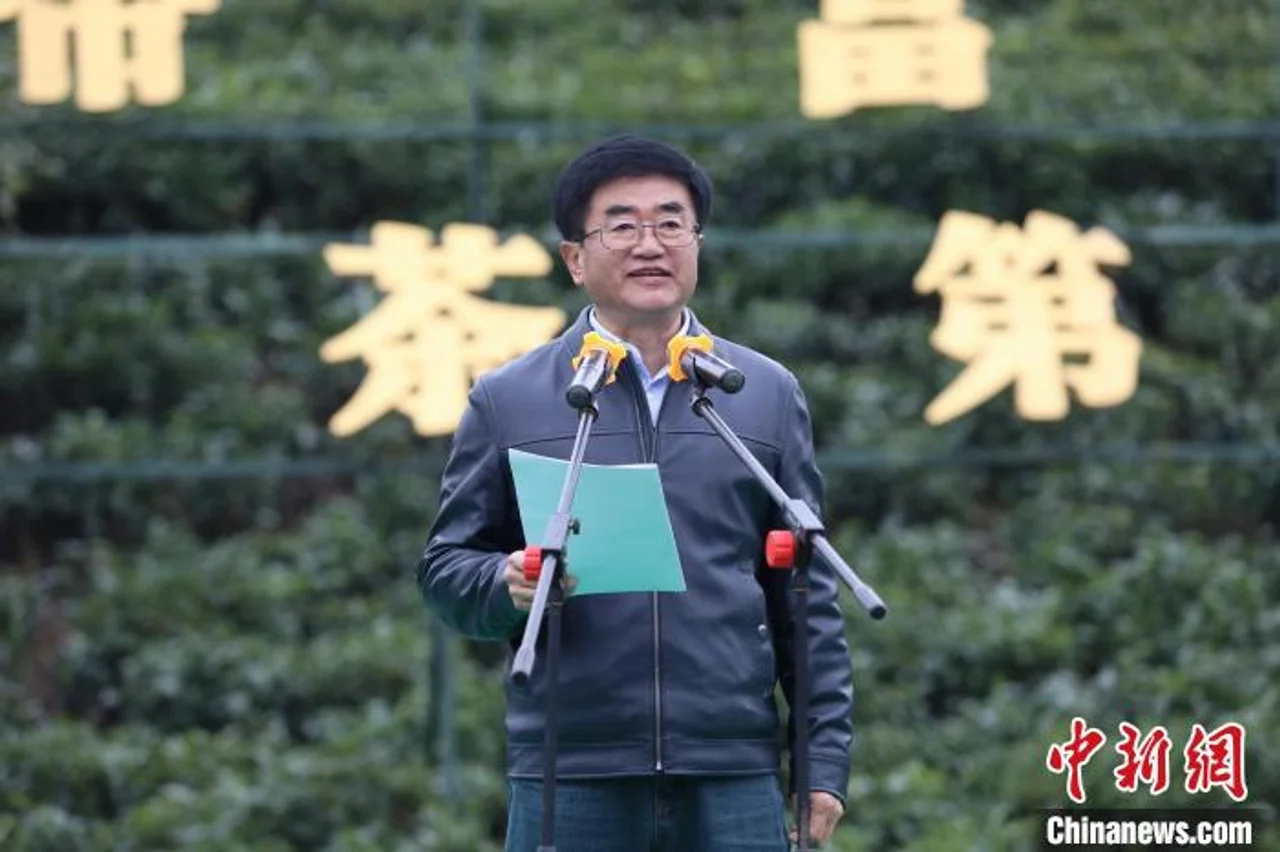 “早茶贵如金” 2022年“贵州绿茶”第一采在普安开采