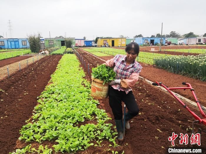 海口都市边缘种菜人：种菜很辛苦，赚到钱就开心