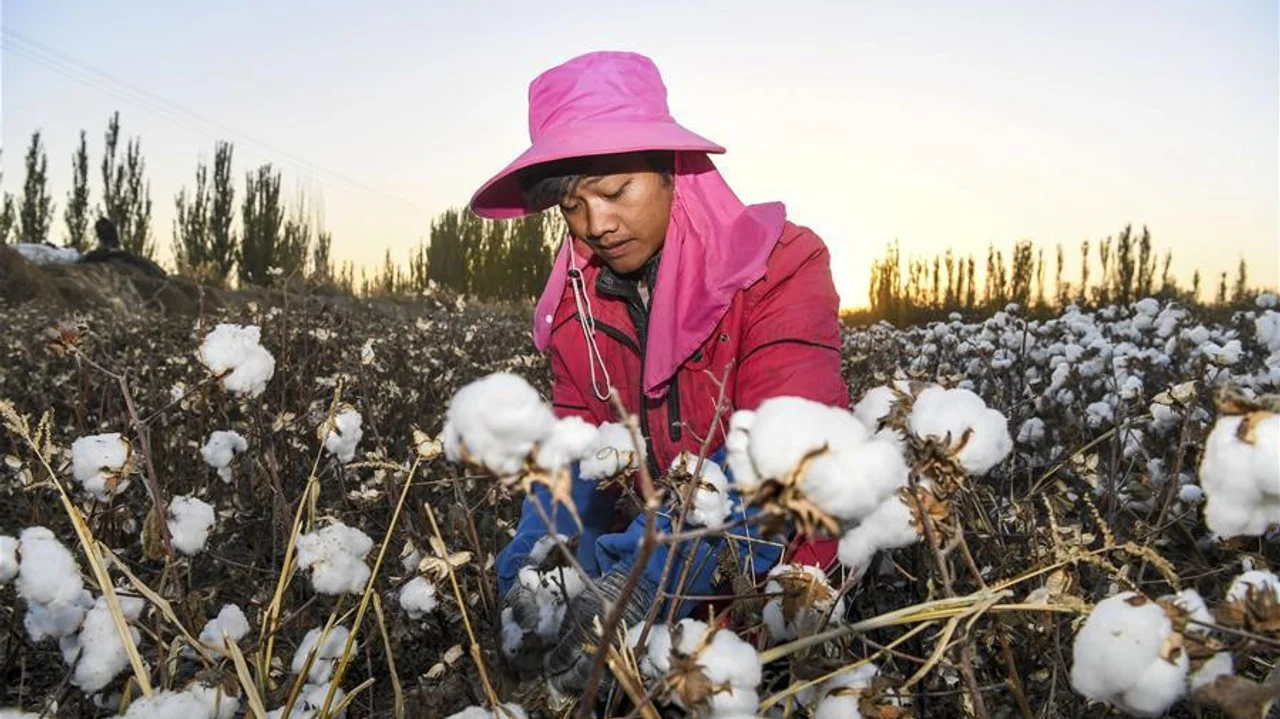 What lessons can foreign companies learn from Xinjiang cotton episode?