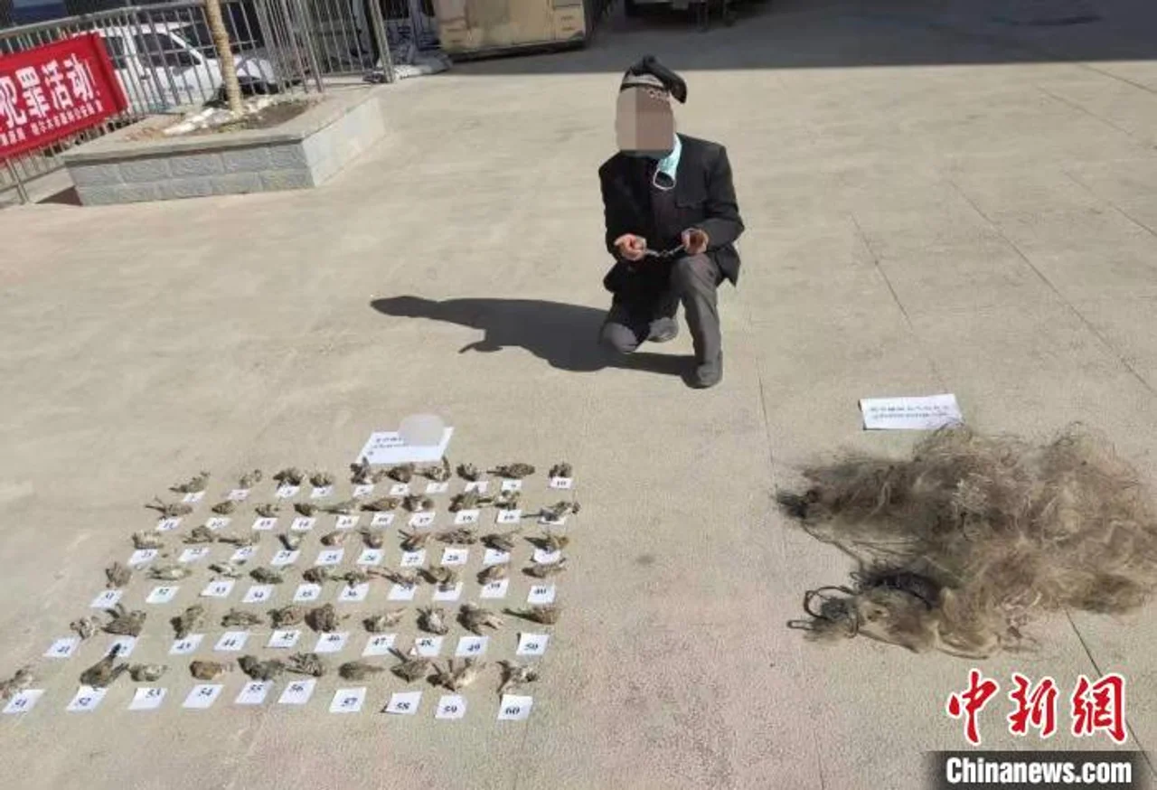 青海格尔木破获一起非法狩猎国家陆生野生动物案
