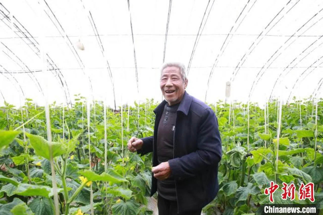 山西农村大棚绿意盎然 农闲时节农不闲
