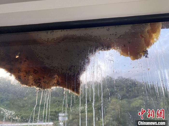 三亚一居民楼窗外现巨大蜂窝 消防员处置“蜜流直下”