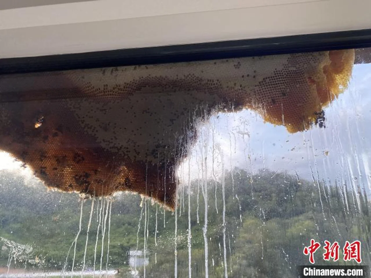 三亚一居民楼窗外现巨大蜂窝 消防员处置“蜜流直下”
