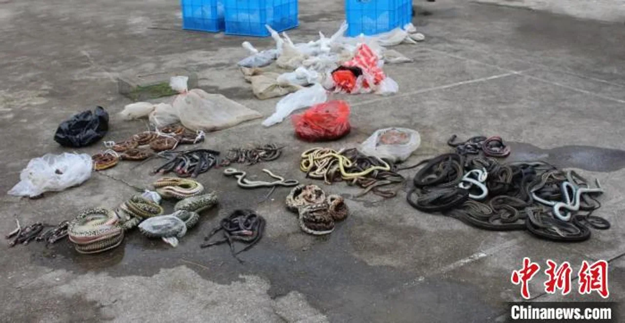浙江台州警方查获500余条野生蛇 捕蛇者涉嫌非法狩猎罪