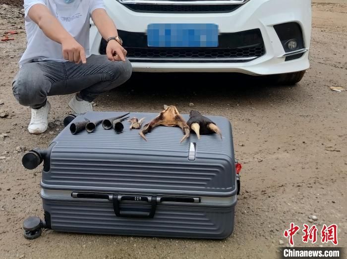 云南临沧破获一起危害珍贵、濒危野生动物制品案