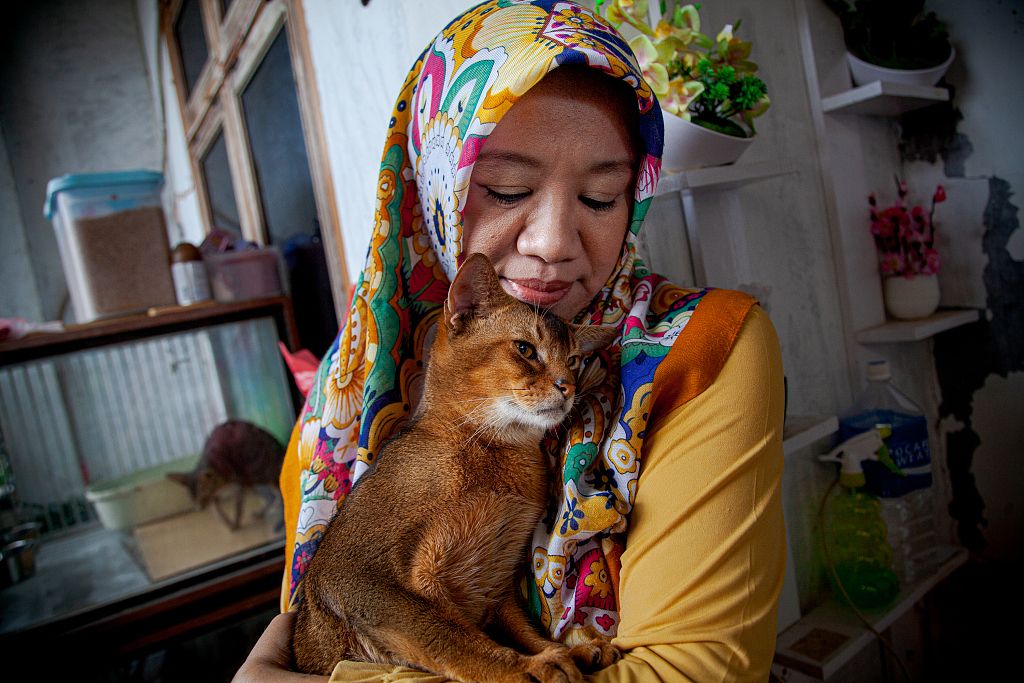 印尼爱猫人士照顾61只猫 房间成猫咪游乐场