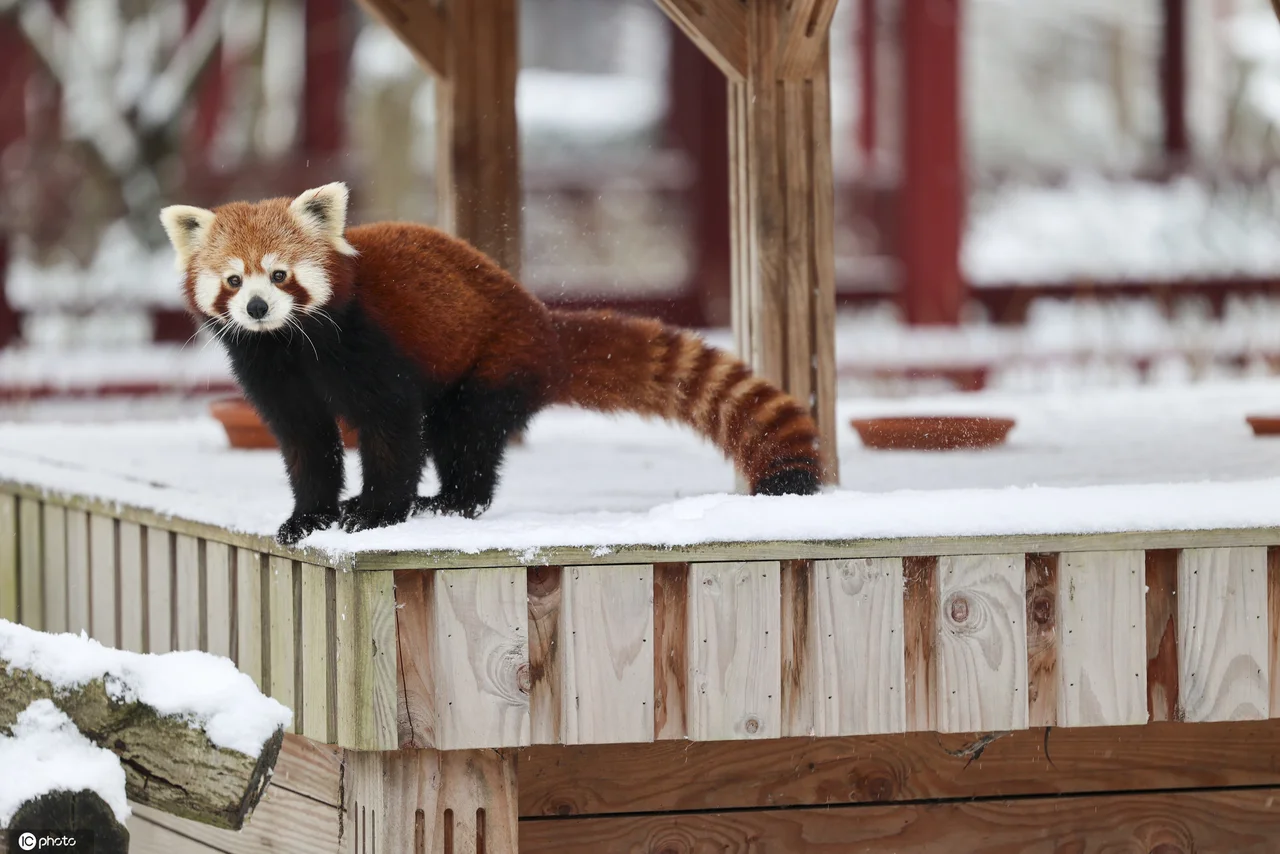 比利时小动物享受冬日雪趣 大熊猫雪中嬉戏打闹太萌了!