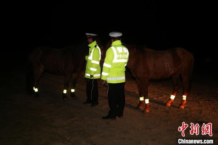 佩带反光腿带 呼伦贝尔草原牲畜夜间走路亮起“警示灯”