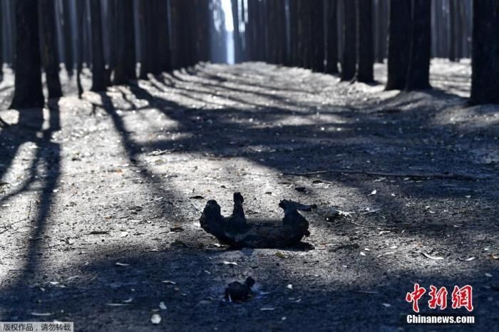澳林火肆虐致26人死数亿动物丧生 多地逮捕纵火犯