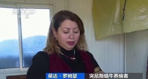 美容美食兼得 突尼斯兴起“蜗牛农场”