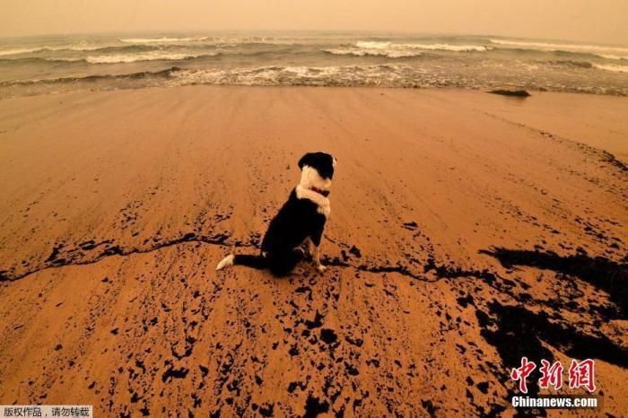澳大利亚山火已燃烧4个月 好莱坞明星等慷慨解囊