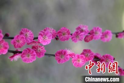 浙农林大团队选育花卉获国家植物新品种授权 让常见花卉更美