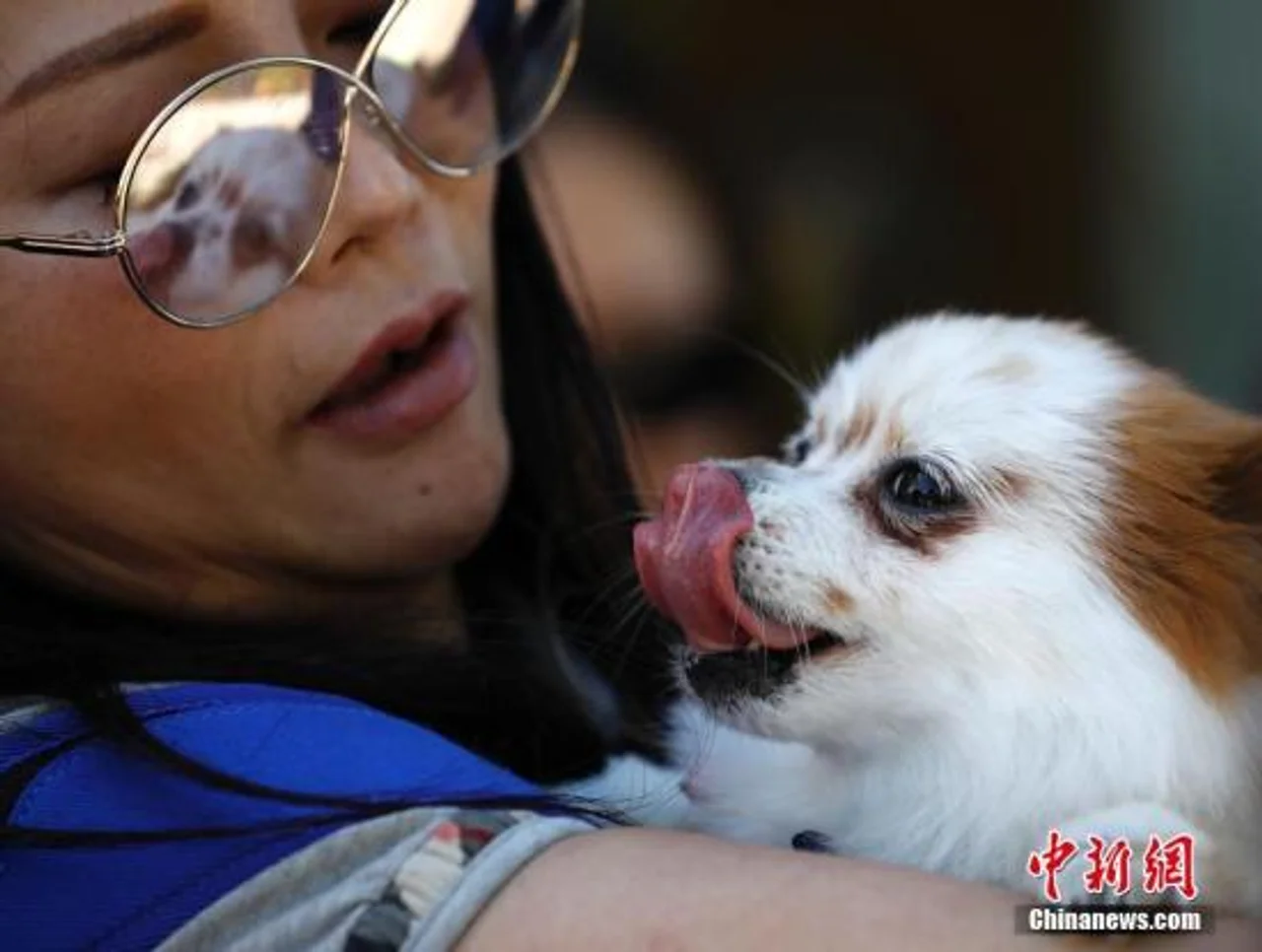 如何避免执勤时与家犬“争执”?美国警方新增培训