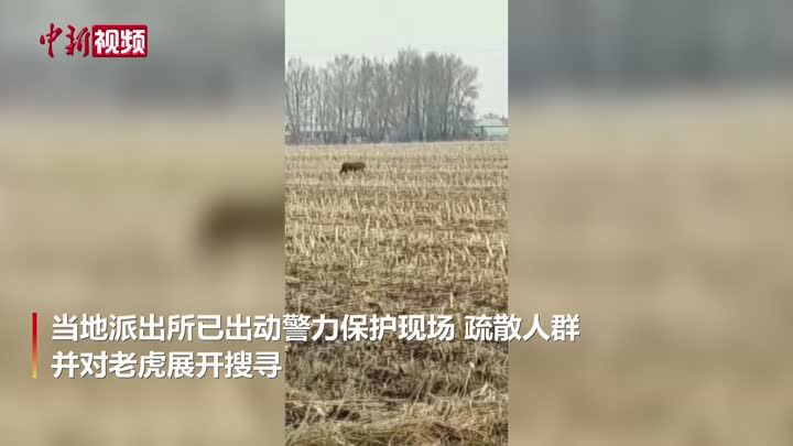 黑龙江鸡西“虎出没”咬伤群众 相关部门正在进行合围