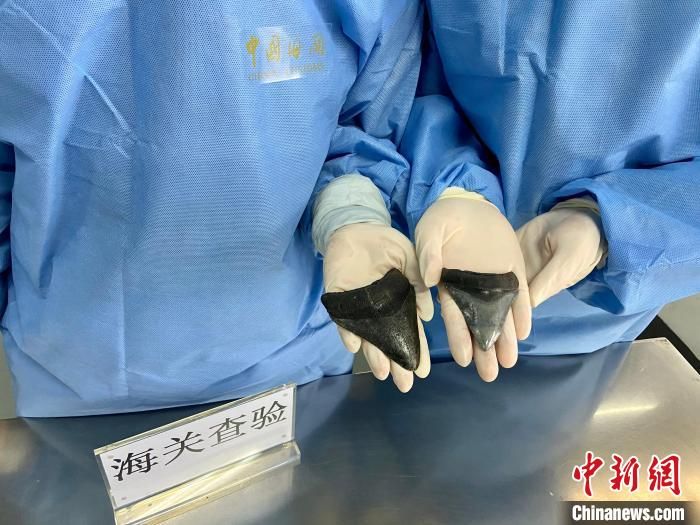 巨齿鲨牙齿化石变“玩具” 邮寄入境被查