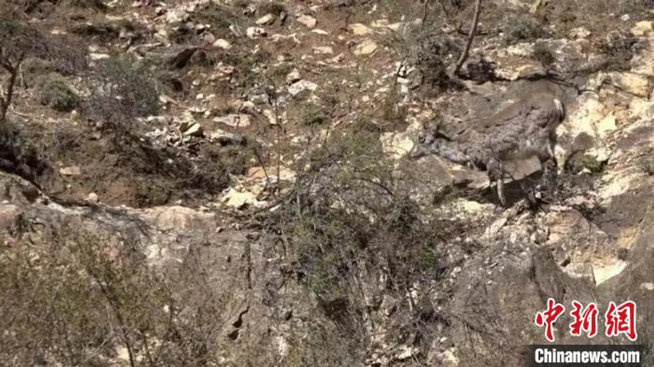 踏访贺兰山“岩羊乐园”:“峭壁精灵”从极度濒危到自由穿梭
