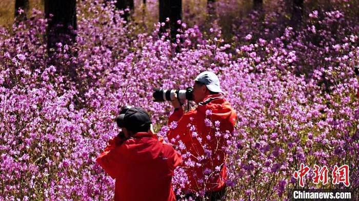 边城呼玛：小满杜鹃花开映山红