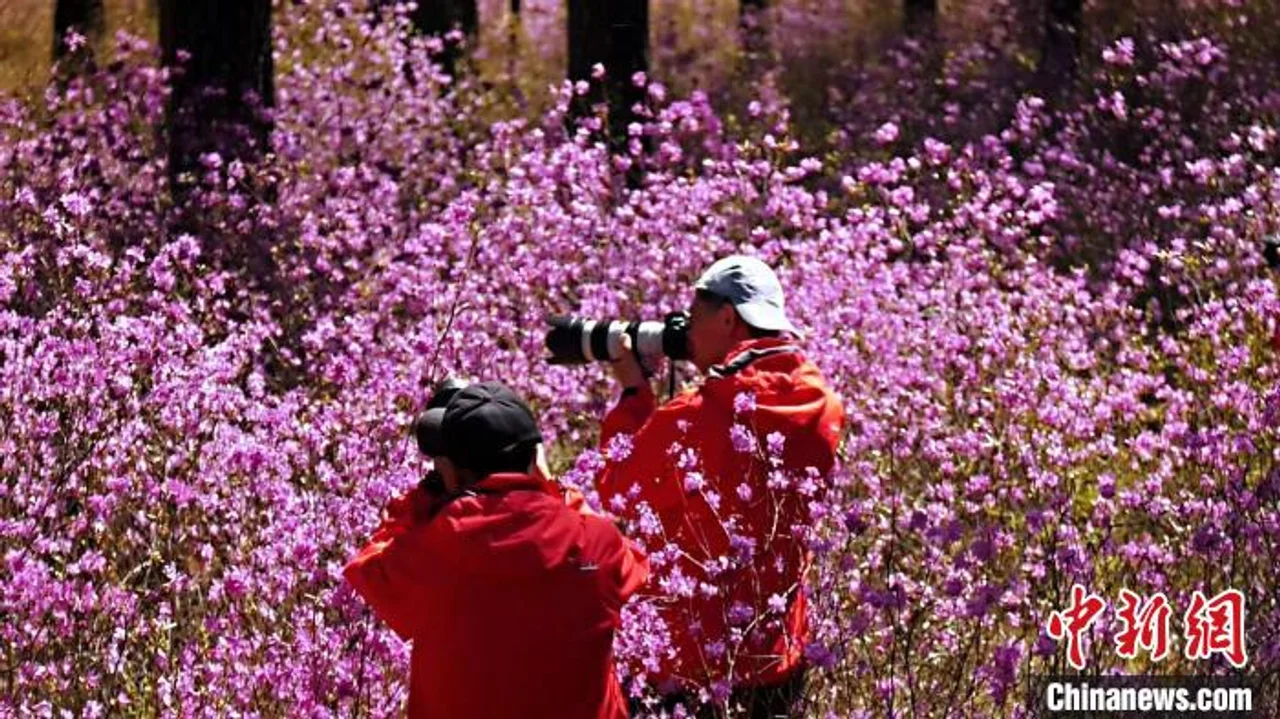 边城呼玛:小满杜鹃花开映山红