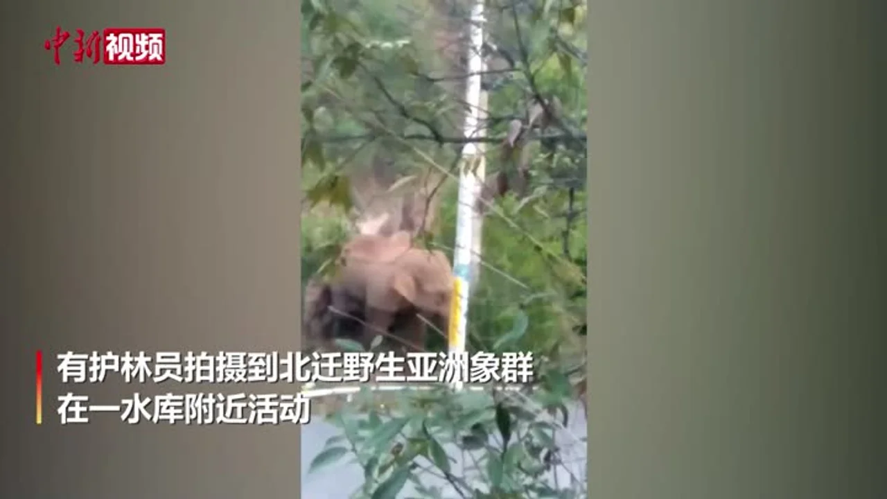 北迁象群继续向北 昆明玉溪同步监测