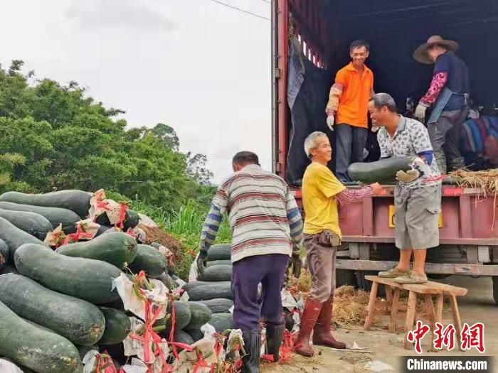 广东侨乡台山万亩冬瓜迎丰收 亩产达八九吨