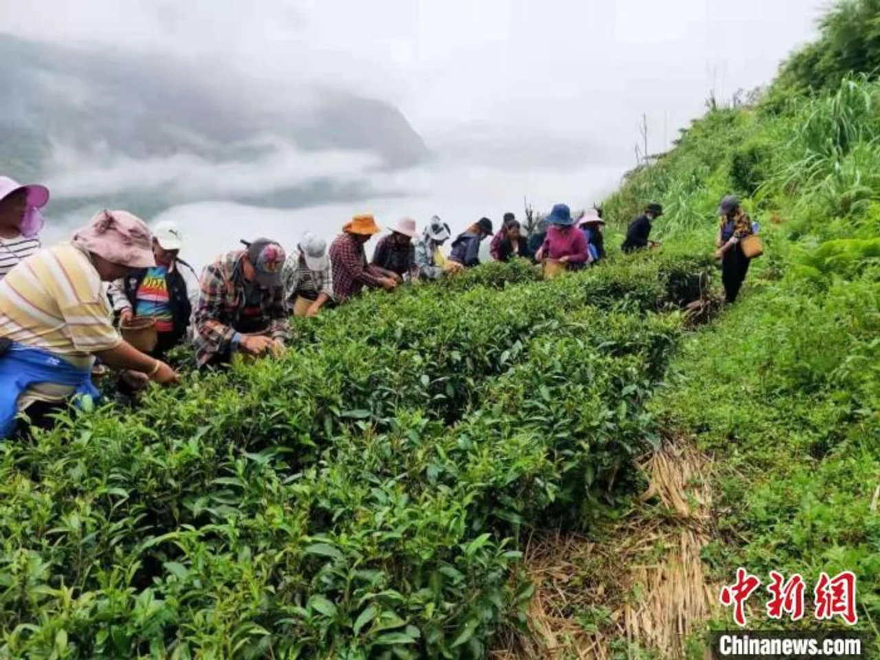 西藏墨脱茶园飘香 茶农采摘春茶正忙